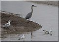 TA0223 : Grey Heron and Gulls at Barton Haven by David Wright