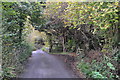 Torridge : Country Lane