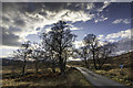 NH1101 : Bridge and winter trees by Peter Moore