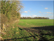 SE8947 : Plantation  and  field  at  Kipling  House  Farm by Martin Dawes