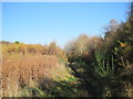 Freshfield Dune Heath