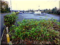 Japanese Knotweed, Irishtown Road, Omagh