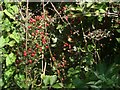 Red berries in a hedgerow near Nottage