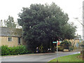 Holm Oak at the bend of Station Road, Bourton-on-the-Water