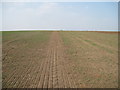 Bridleway  over  field  to  Mook  Street