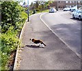 Cat crossing Grange Road South