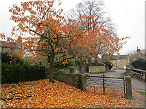 SE3249 : Autumn in Kirkby Overblow by Jonathan Thacker