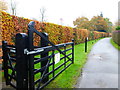 Gate and splendidly coloured hedge on Chobham Park Lane