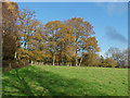 Oak trees, Woodcote Farm