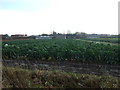 SD4320 : Cabbage field off New Lane, Tarleton by JThomas