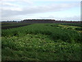 SD4321 : Crop field, Tarleton Moss by JThomas