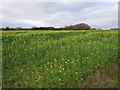 Crop field west of Haunders Lane