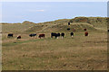 NU1243 : Cattle grazing the dunes, Holy Island by Pauline E