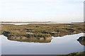 Saltmarsh on south bank of River Roach