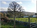 Bryngwyn trees