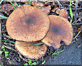 Fungi near Comber - November 2014(1)