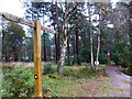 Footpath through woodland on golf course