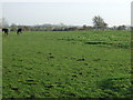 Grazing off Drybread Lane