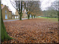 A carpet of beech leaves