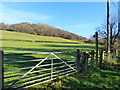 View across a field to the wooded hillside, Llanvair, near Llanishen