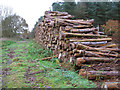 Bridleway skirting Gravelpit Wood