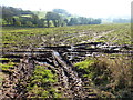 Soggy field near Old Llanishen Farm