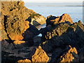 NH7458 : Rocks on the Rosemarkie shore by Julian Paren