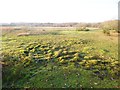 Plaitford Common, tussocks