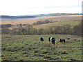 Belted Galloways by the Bewcastle Road