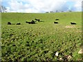 SH4743 : Black cattle in the low mid-day sun by Christine Johnstone
