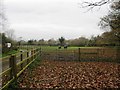 Horses in a paddock