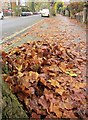 Leaves, Redland Road, Bristol