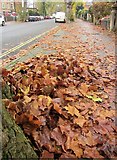 ST5874 : Leaves, Redland Road, Bristol by Derek Harper
