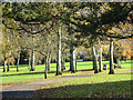 Autumn trees, Forde Park