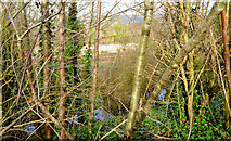 J3876 : Wildlife reserve, Tillysburn, Belfast (March 2014) by Albert Bridge