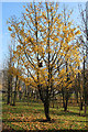 Tree at Victory Park