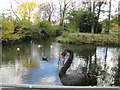 Duck pond at Little Missenden