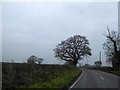 Bare trees by A528 north of Wackley Lodge