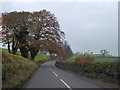 Trees overhanging the A528 near Kenwick