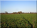 Path through a field of sugar beet