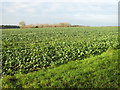 Brassica crop in winter sunshine