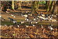 SJ4087 : Canada geese at Calderstones Park by Ian Greig