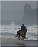 NO5017 : Horses at West Sands by Jackie Proven
