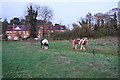 SO8931 : Horses near Gloucester Road by Bill Boaden