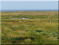 TF6429 : Fence heading across the salt marsh by Mat Fascione