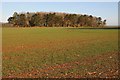 SP1029 : Plantation near Trafalgar Farm by Philip Halling