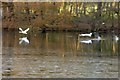 SE4017 : Only two swans a swimming on the 6th day of Christmas by Steve  Fareham
