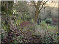 A woodland path near Mully Brook