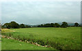 Pasture north-west of Bosley, Cheshire