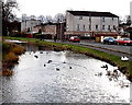 Ducks on a disused canal, Cwmbran